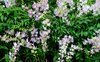 Orchid 1