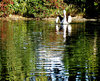 pool reflections4