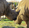 tough as a rhino2