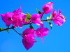Pink Bougainvillea