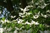 Dogwood flowers