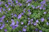 Blue geraniums