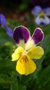 Pansies