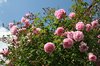 Pink roses