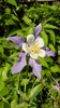 Columbine!