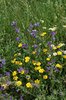 Wayside flowers