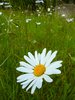 Wild flower heaven