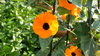 Black-eyed-susan vines
