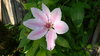 Clematis