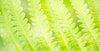 Young Fern