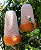 banksia blooms13