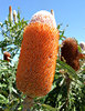banksia blooms11