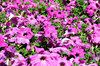 garden colour1