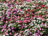 garden colour3