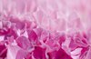 Flower abstract hortensia