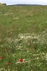 Wild flower meadow