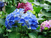 so blue