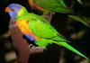 Rainbow Lorikeet