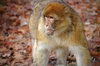 Barbary macaque monkey