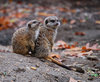 Meerkat