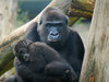 Mother and baby gorilla