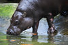 Hippo