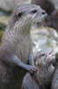 European otter