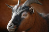 Little goat