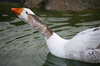 Funny goose