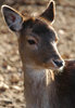 Fallow deer
