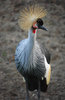 Crowned Crane