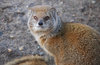Yellow Mongoose