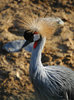 Crowned Crane