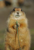 Prairie dog