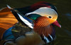 Mandarin duck