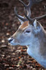 Fallow deer