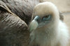 Griffon Vulture