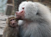 Two monkeys