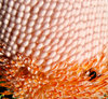 banksia blooms14b