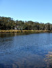 tranquil bush lake