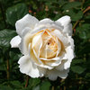 Cream rose