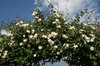 Rose arch