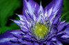 Clematis - purple