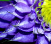 Clematis - purple