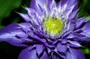 Clematis - purple