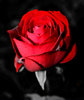Red rose