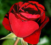 Red rose