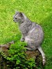 cat in the garden