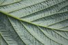 Silvery Leaf