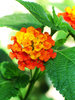 lantana 2
